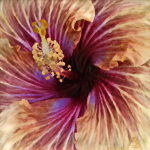 New Window Mentoring